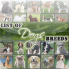 Dogs Breeds