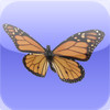 Butterfly 3D