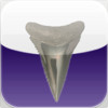 Shark Tooth Guide