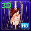 3D Medical Human Digestive HD