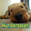 Hunderassen der Welt