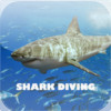 Shark Diving