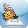 Butterfly HD