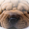 Shar Peis - Chinese Wrinkle Dogs