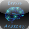 Brain Structures and Functions