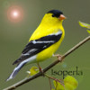 Bird Song Id USA Automatic Recognition - Songs of North East American Birds