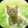 Cute Kitty Wallpapers