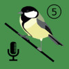 Bird Listener - Automatic Bird Counter By Songs and Calls