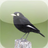 Birdwatcher's Quiz