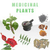 Medicinal Plants