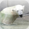 Amazing Polar Bears iSlider Puzzles