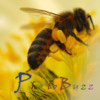 PhotoBuzz Pro - Web Album Explorer & Community