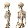 The Human Skeletal System HD