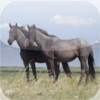 BEAUTIFUL HORSES Vol 2 - Collection of Horse Breeds