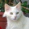 Turkish Angora Cat