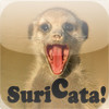 Suricata