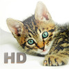 Cats Encyclopedia HD