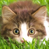 Cat Wallpapers HD for iPad