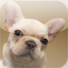 Frenchies - Cute French Bulldogs