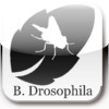 B. Drosophila