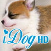 iDog HD