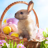 Spring & Easter Wallpapers - Cute Backgrounds for Your Phone