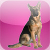 German Shepherd Kwik QuiZ