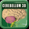 Anatomy of the Cerebellum