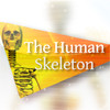 Human Skeleton: Bones for beginners