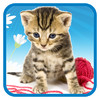 Kitty Tap HD