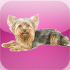 Yorkshire Terrier Kwik QuiZ