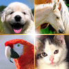 Cute Pets Slideshow & Wallpapers (HD)