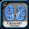 Urinary System 3D pins