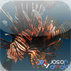 Report Florida Lionfish