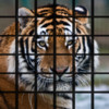 Tiger Puzzles for iPhone