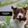 Dogmoe - ein Aussie packt aus