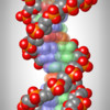 MacroMole