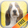 Basset Hound Dogs Pet Games