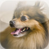 Amazing Pomeranian Dog Tap Puzzles - free edition