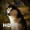 Dogs Catalog HD