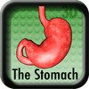 The Stomach v2
