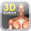 3D Human Anatomy