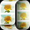 picroll -scroll photo viewer-