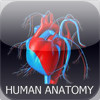 Human Anatomy - Free