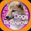 Dogs Quiz Bowwow Touch :: One Touch Simple Game with 109 Dogs