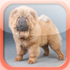 Dog Breeds Pro (Lite)