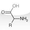 Amino Acid Quiz