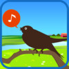 Chirp! Bird Song USA +