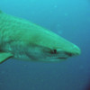 Tiger Shark