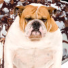 A Talking Fat Dog for iPhone!